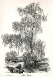 Saule Pleuzeur