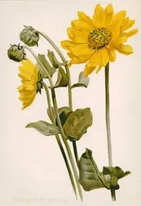 Helianthus Mollis