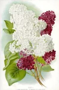 Lilac-1.Alba Grandiflora 2.Souvenir De Lois Spath