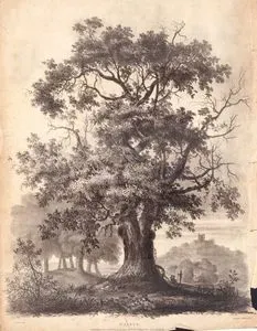 Walnut