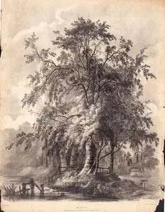 Birch