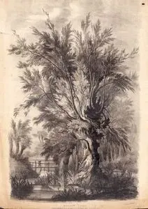 Willow, Pollard