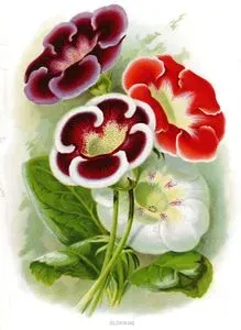 Gloxinias