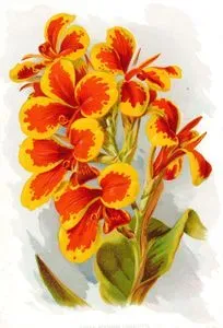 Canna Koenigin Charlotte