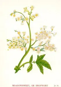 Meadowsweet Or Dropwort