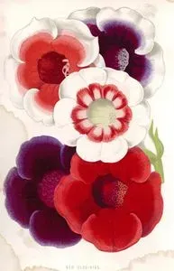 New Gloxinias