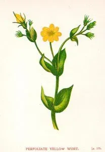 Perfoliate Yellow Wort