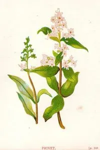 Privet