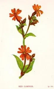 Red Campion