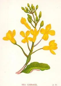 Sea Cabbage