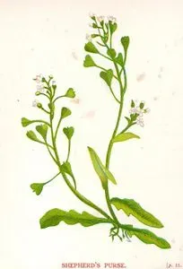 Shepherd's Purse