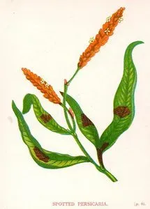 Spotted Persicaria