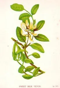 Sweet Milk Vetch