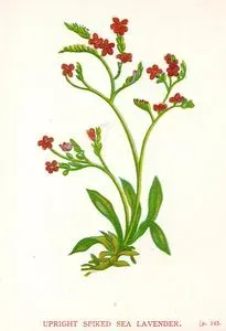 Upright Spiked Sea Lavender