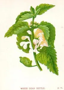 White Dead Nettle
