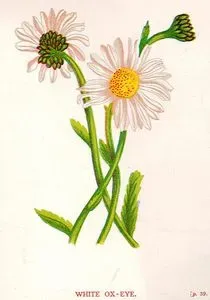 White Ox Eye