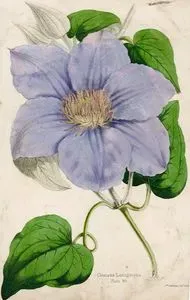 Clematis Lanugmosa