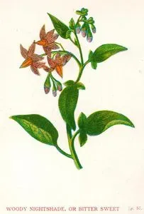 Woody Nightshade, Or Bitter Sweet