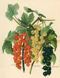 Victoria, White Dutch, Black Naples