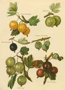 Yellow Champagne, Whitesmith, Red Champagne, Pitmaston Green Gage, Green Gage, Red Warringhton