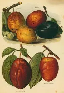 Jefferson, Victoria, Coe's Golden Drop, Diamond, Pond's Seedling, Autumn Compote