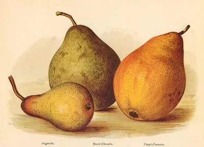 Jargonelle, Beurre D'Amanlis, Clapp's Favorite
