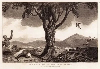 The Upas, or Poison Tree of Java as Described By N.P.Foeresh
