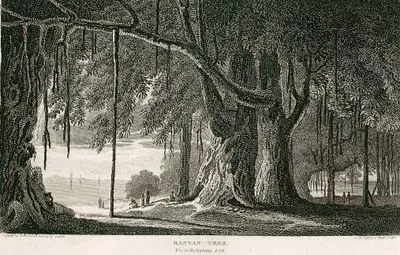Banyan Tree, Ficus Religiosa