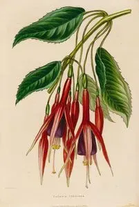 Fuchsia Toddiana