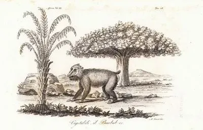 Vegetabili il Baobab Ec., Africa Vol.III. Tav.48. (Baobab Tree, Vegetable And Gorilla)