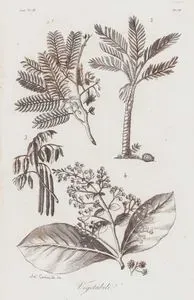Vegetabili, Asia Vol. IV. Tav.67. (Sri Lankan Plants, Tamarind (1), Sago Palm (2), Cassia (3) and Teak (4))