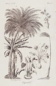 Vegetabili, Africa Vol. I. Tav.5. (African Vegetation, Papyrus, Date Palm, Banana Tree, Water Lily etc.)