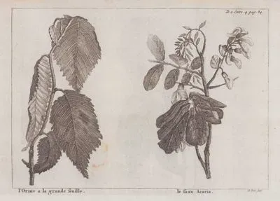 L'Orme a la Grande Feuille (Big Leaf Elm) -La Faux Acacia (Leaf of Acacia) (Tom.2 Entret.4 Page 84)