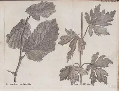 Le Coudrier ou Noisetier (Leaf of Hazelnut Tree)-Espece d'Erable (Leaf of Maple Tree) (Tom.2 Entret.16 Page 442)
