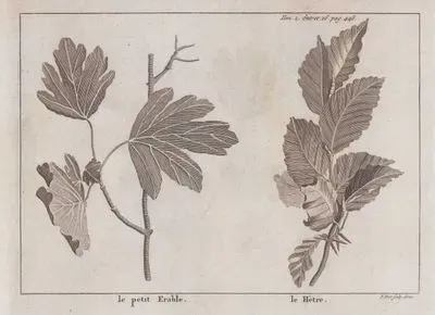 Le Petit Erable (Leaf of Sapling Maple Tree) -Le Hetre (Leaf of Beech) (Tom.2 Entret.16 Page 446)