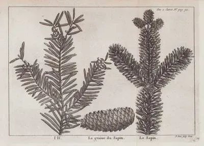 L'If (Leaf and Flower of Yew Tree) -La Graine du Sapin (Seed of Fir Tree)-Le Sapin (Leaf of Fir Tree) (Tom.2 Entret.IV Page 92)