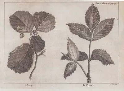 L'aune (Leaf and Alder)-Le Frene (Leaf of Ash Tree) (Tom.2 Entret.16 Page 433)