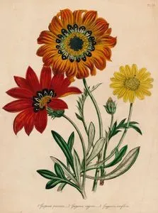 1.Gazania Pavonia 2.Gazania Regens 3.Gazania Uniflora