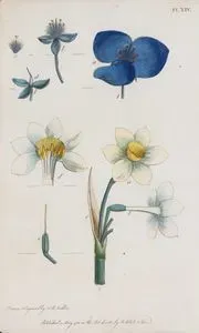 Flowers, Pl.XIV