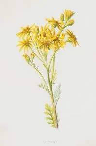 Rag-Wort