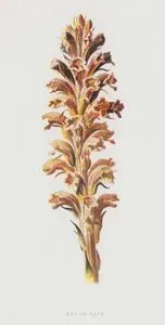 Broom Rape
