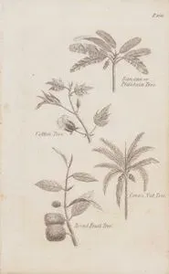 Banana or Plantain Tree-Cotton Tree-Cocoa Nut Tree-Bread Fruit Tree