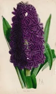 Prince Albert Victor