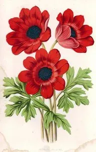 Anemone Fulcens