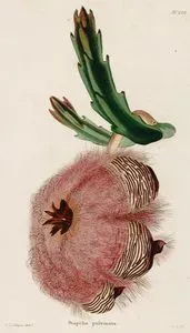 Stapelia Pulvinata