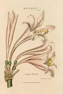 Amaryllis Revoluta