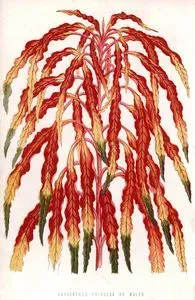 Amaranthus-Princess Of Wales