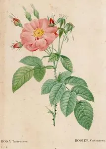 Rosa Tomentosa-Rosier Colonneux