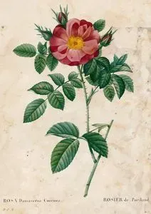 Rosa Damaseena Coccinea-Rosier De Porland