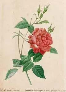 Rosa Indica Cruenta-Rosier Du Bengale A Fleurs Pourpre De Sang